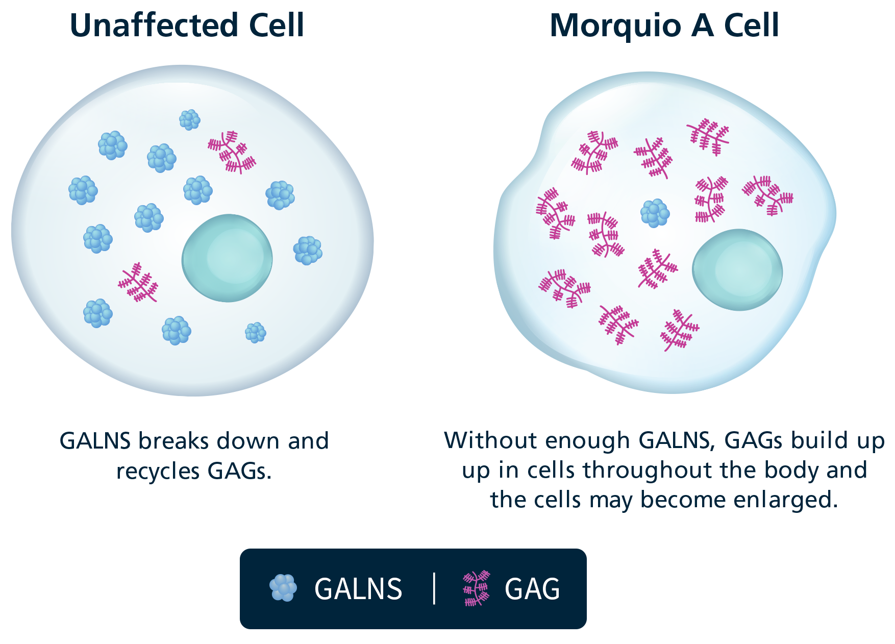 Healthy cell with a regular amount of GAGs